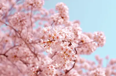 Обои Цветы Сакура, вишня, обои для рабочего стола, фотографии цветы, сакура,  вишня, весна, ветки Обои для рабочего стола, скачать обои картинки заставки на  рабочий стол.