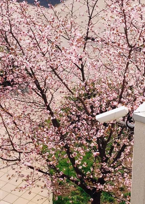 Как цветет ”алматинская сакура”: горожане делятся фото в соцсетях: 06  апреля 2023, 07:02 - новости на Tengrinews.kz