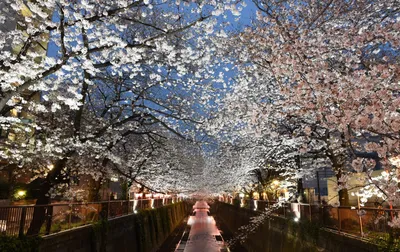 Киото. Когда цветёт сакура | Mirai Japan Tours ♡