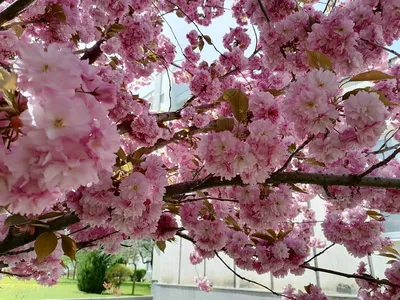Цветение сакуры в Накамэгуро | Токио