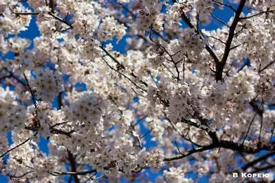 Что нужно знать о цветении сакуры в Вашингтоне, округ Колумбия