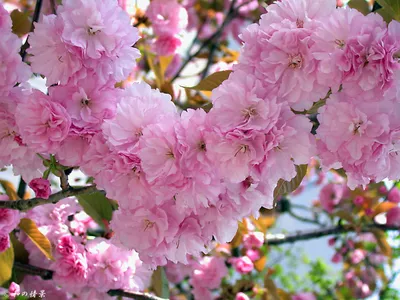 Цветение сакуры в Корее | В Корею