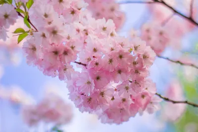 Купить дерево сакура › Florenco - Квіти, декор, дизайн