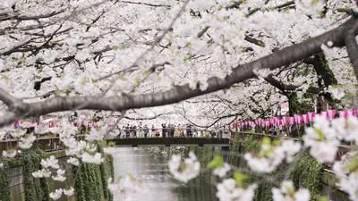 Раннее цветение сакуры наблюдают в Японии