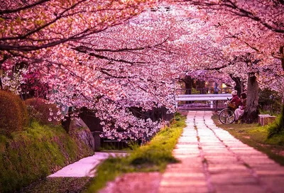 Цветение сакуры в Накамэгуро | Токио