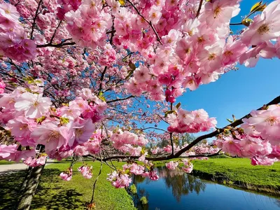 10 удивительных фактов о цветке сакуры | . | Дзен