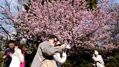 Цветение сакуры можно увидеть в пяти местах Санкт-Петербурга - KP.RU