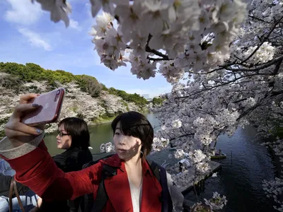 Цветение сакуры в Японии: альтернативные маршруты без Токио, | Perito