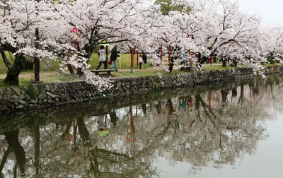 Подарок на века: в Вашингтоне вновь цветут японские сакуры | ShareAmerica
