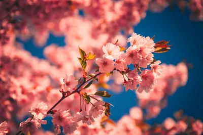План самостоятельной поездки в Японию на цветение сакуры - 2024 - Тот самый  Врен
