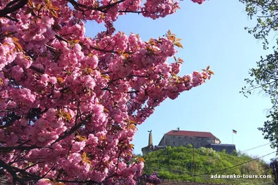 Цветение сакуры и японская культура: в Тбилиси пройдут интересные  мероприятия - 15.04.2021, Sputnik Грузия