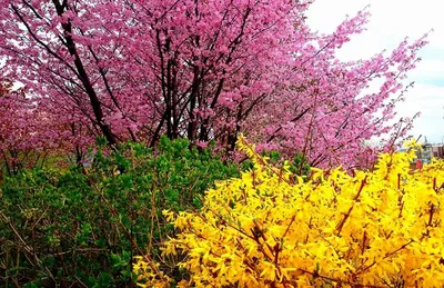 Цветки Сакуры стоковое фото. изображение насчитывающей нерезкости - 36639944