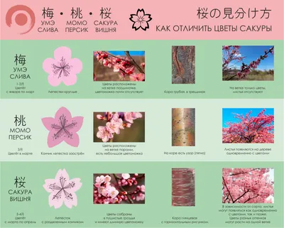 Розовое дерево сакуры в 3d, цветение сакуры, сакура фон, вишневый цветок  фон картинки и Фото для бесплатной загрузки