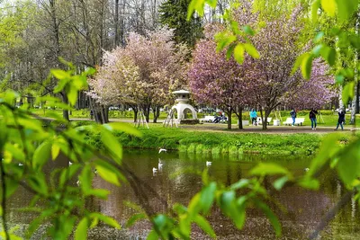 Где в Петербурге любоваться цветением сакуры | Blog Fiesta