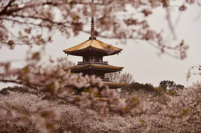 Цветы Сакуры. Фон весны с цветами Сакуры Стоковое Изображение - изображение  насчитывающей сезон, весна: 200967173