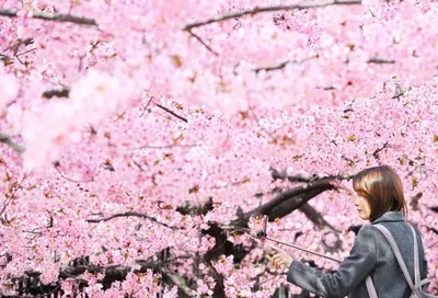Цветение Сакуры Сакура Фасад — стоковые фотографии и другие картинки Hanami  - Hanami, Sakura Matsuri, Апрель - iStock