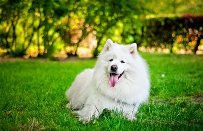 Собака породы самоед на белом фоне…» — создано в Шедевруме