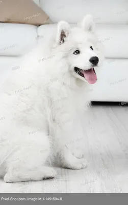 Портрет самоеда на сером фоне. Белая собака сидит на сером фоне. Самоедская  собака в студии. Эскимосская лайка. фотография Stock | Adobe Stock