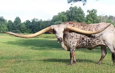 Самые длинные рога в мире