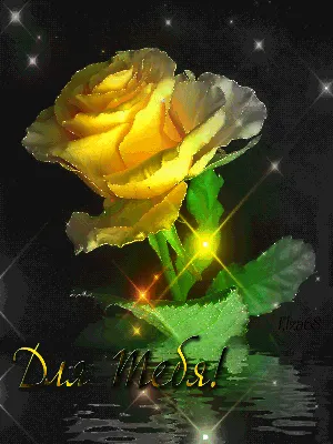 Красивые анимированные картинки, а также Желтая роза – Для тебя ! - это  самые необыкновенные оживающие изображения ! | Желтая роза, Розы, Желтые  розы