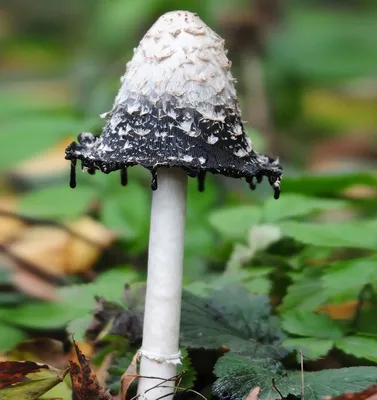 Самые красивые грибы, необычные, …» — создано в Шедевруме