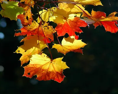 Природа, осенние, осень, красивые, бесплатные, листопад, листья, листок,  листки обои для рабочего стола, картинки, фото, 1280x1024.