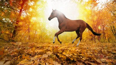 Картинки природа, лошадь, осень, листья, деревья, лес, красиво, свет,  солнца - обои 1920x1080, картинка №114598