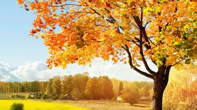 Осенний пейзаж, желтые листья, река, скачать обои осени 1920x1080 высокого  качества