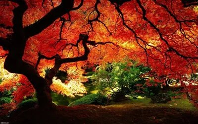 Картинки по запросу самые красивые места в мире | Autumn scenery, Autumn  wallpaper hd, Landscape wallpaper