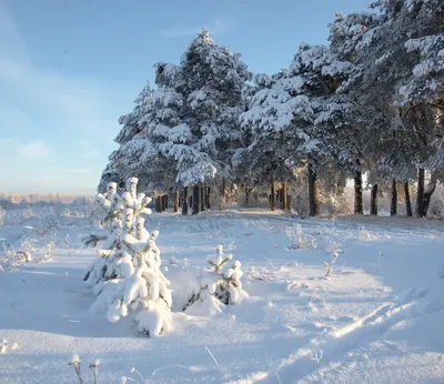 Фото на айфон: Красивые зимние обои для вашего iPhone | Самые красивые  зимние пейзажи Фото №1385931 скачать