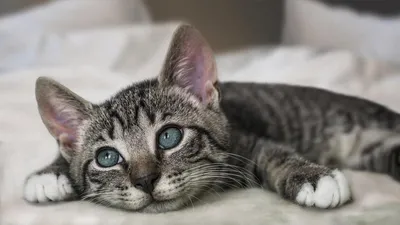 10 ФОТО. Кошки - самые милые существа на планете. | Любопытные факты | Дзен