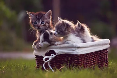 Котята самые милые на земле Стоковое Изображение - изображение  насчитывающей создаваться, различно: 135062923