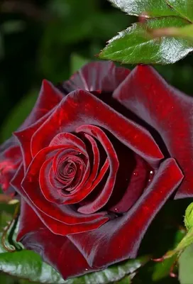 Картинки самые красивые розы - 81 фото