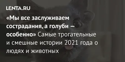 Самые смешные фото животных 2022 года