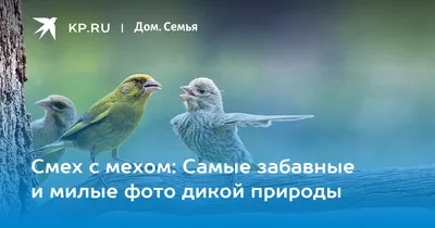 Самые прикольные и интересные обои для смартфонов 2018