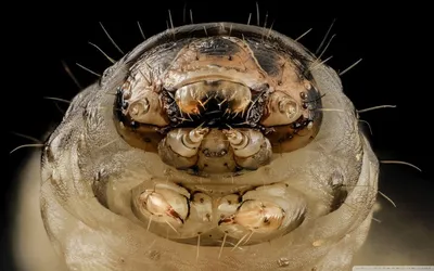 Самые противные насекомые в мире - 74 фото