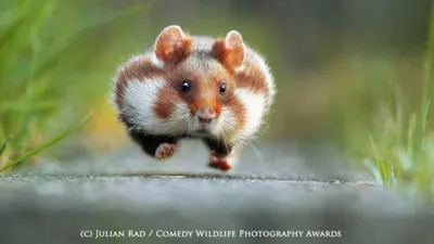 Самые забавные домашние животные в галерее победителей Comedy Pet  Photography Awards | Новости | Фото, видео, оптика | Фотосклад Эксперт