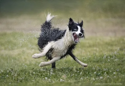 Comedy Wildlife Photography Awards опубликовала самые смешные фото животных  | Шарий.net