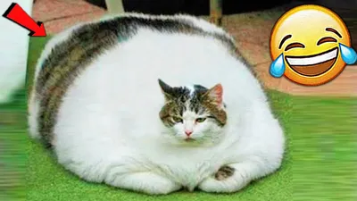 Самые смешные кошки в мире - 69 фото