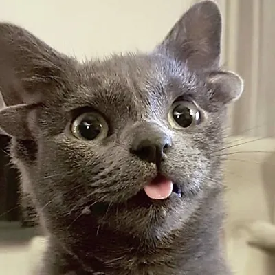 15 ну очень смешных фотографий кошек, которые доведут до слёз кого угодно