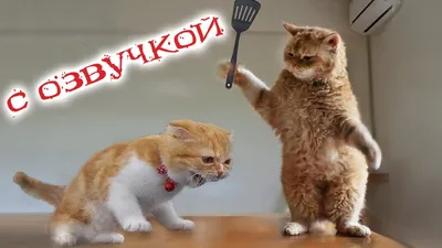 Самые смешные коты в мире! #MEOW — Видео | ВКонтакте