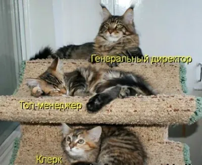 Смешные фото кошек для хорошего настроения - Today.ua