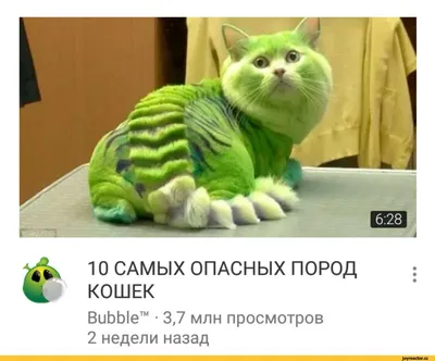 Лучшие породы кошек для жизни в квартире — MyPets.kg