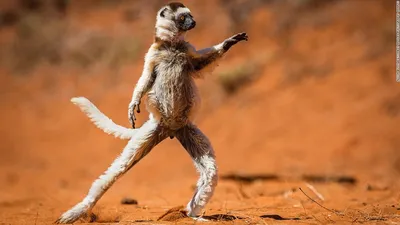Самые смешные фотографии животных Comedy Wildlife Photography Awards 2022 |  Пикабу