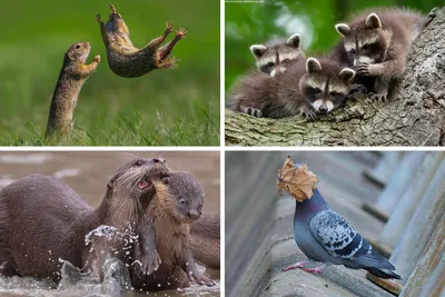 Comedy Wildlife Photography Awards: опубликованы самые смешные фото диких  животных | НашКиїв.UA