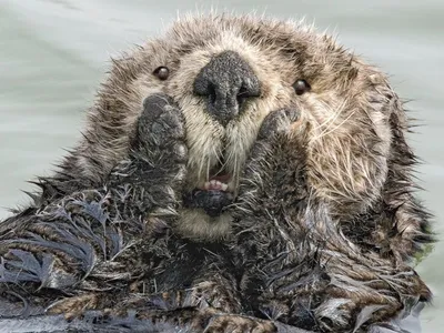 Самые смешные фотографии животных Comedy Wildlife Photography Awards 2022 |  Пикабу