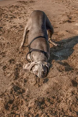 Comedy Wildlife Photography Awards: самые смешные животные 2021 года –  his.ua