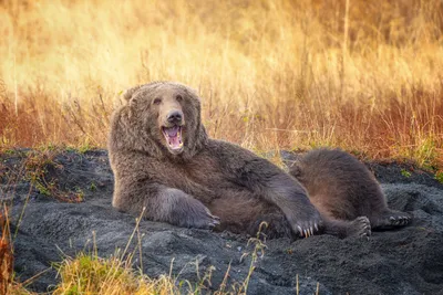 Самые смешные фото животных 2021, где фотограф поймал редкий момент —  Российское фото
