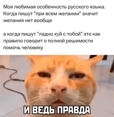 Смешные обои #смешныеобои #обоинателефон #обоинатвойтелефон #рек #dak... |  TikTok