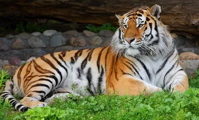 Топ 10 самых красивых животных в мире (с фото) | VivaReit